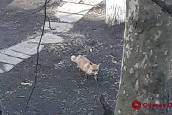 В Одессе чаще стали замечать лисиц: что делать при встрече 
