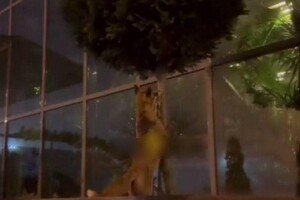 В Одессе чаще стали замечать лисиц: что делать при встрече 