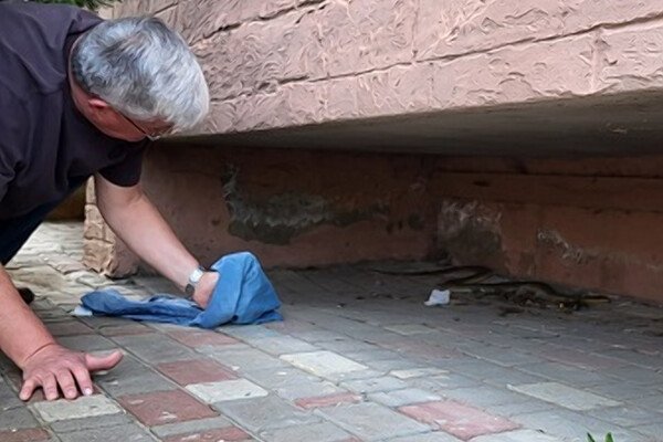 В Одессе полоз покусал директора зоопарка: куда обращаться, если заметили змею 