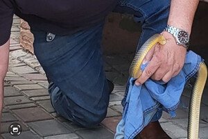 В Одессе полоз покусал директора зоопарка: куда обращаться, если заметили змею 