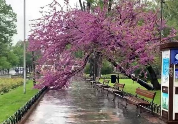 Иудино дерево в Горсаду снова пострадало