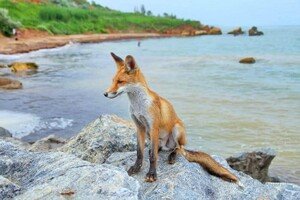 В Одессе чаще стали замечать лисиц: что делать при встрече 