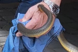 В Одессе полоз покусал директора зоопарка: куда обращаться, если заметили змею 