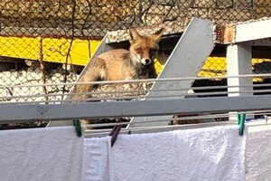 В Одессе чаще стали замечать лисиц: что делать при встрече 