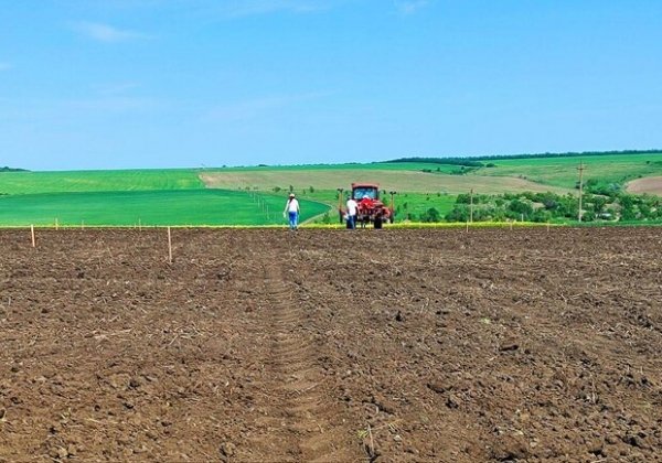 Первый одесский хлопок уже засеяли 