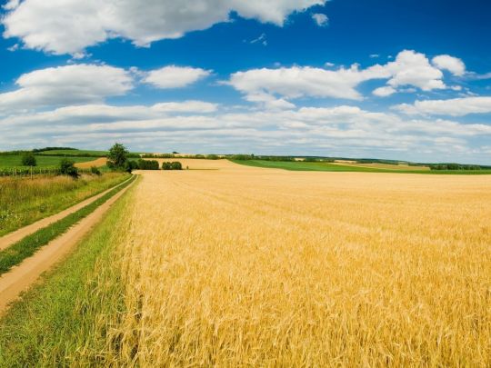 Cубсидія на землю: хто з аграріїв має право на її отримання