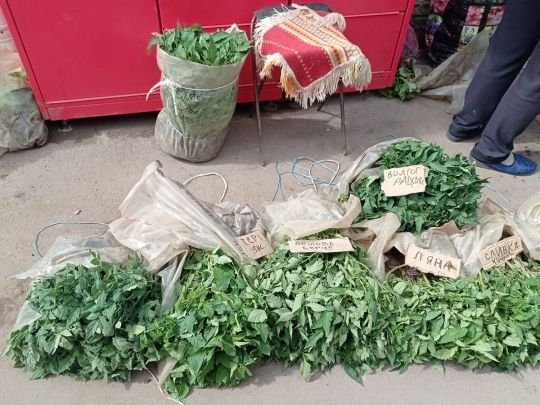 Як обрати правильну розсаду помідорів на базарі: ці секрети вам точно допоможуть