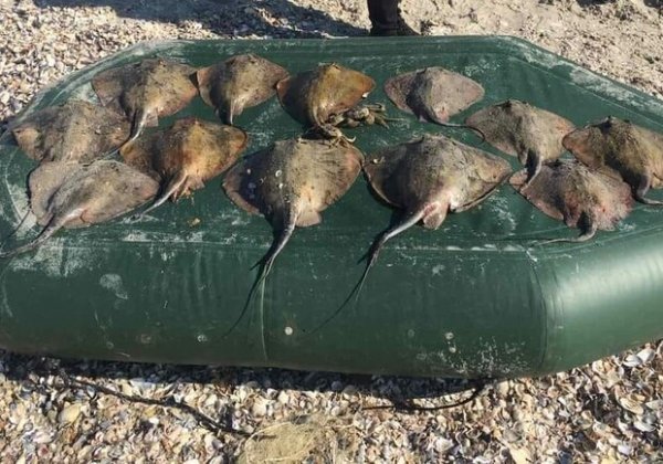 В нацпарке в Одесской области браконьеры, несмотря на запрет, выловили крабов и более десятка скатов