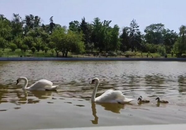 На пруд в одесском парке Победы снова выпустили лебедей