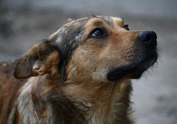 В Одессе неизвестные застрелили двух бездомных собак
