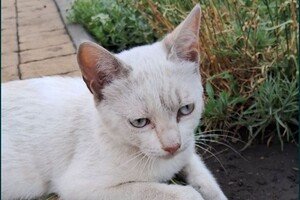 В Одессе за более 100 тысяч гривен продают котят: как выглядят самые дорогие пушистики