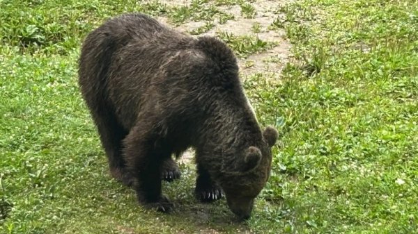 Трагедия в горах Румынии: медведь загрыз туристку
