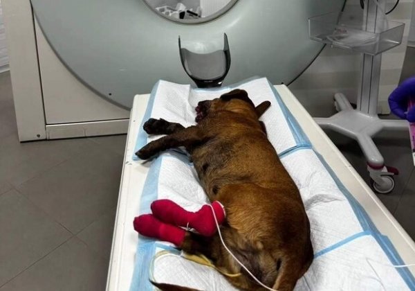 Положили в пасть петарду: в Одессе неизвестные покалечили собаку