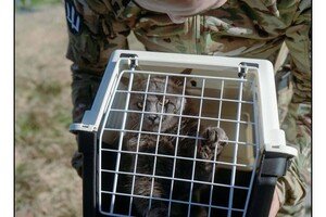 С острова Змеиный эвакуировали котов