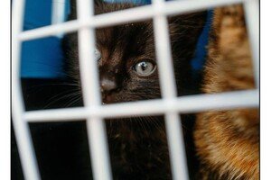 С острова Змеиный эвакуировали котов