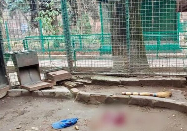 Зоозащитники требуют расследования убийства леопарда в одесском зоопарке