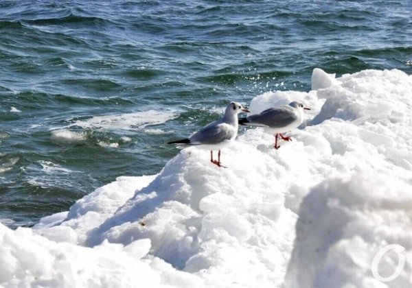 Ожидаются морозы: какая погода будет в Одессе на следующей неделе
