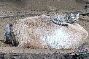 В Одессе выбирают самую романтичную пару животных: фото участников