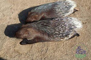 В Одессе выбирают самую романтичную пару животных: фото участников