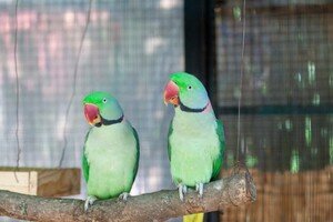 В Одессе выбирают самую романтичную пару животных: фото участников