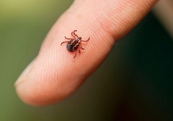 Сезон клещей: в Одесской области уже есть первые случаи укусов