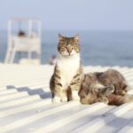 Спектакль «Осторожно. Бывшие» и концерт Тины Кароль: куда пойти в Одессе в эти выходные