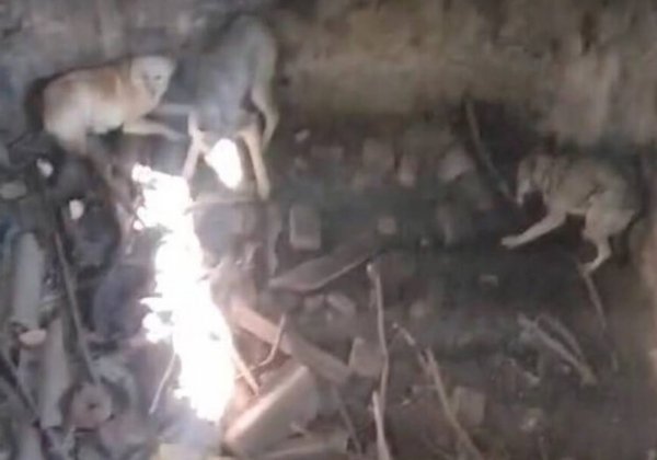 В Одесской области в бетонной яме обнаружили семерых собак и кота: несколько животных умерли