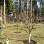Чим обприскати дерева восени, щоб врятувати сад від парші та гнилі на весь сезон