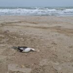 Разлив подсолнечного масла после удара по порту уничтожает Черное море в Одесской области